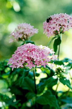 some pink flowers are blooming in the sun on a sunny day with a bee sitting on them