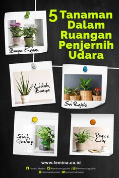 the poster shows different types of house plants