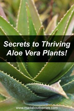 an aloe vera plant with the words secrets to thriving aloe vera plants