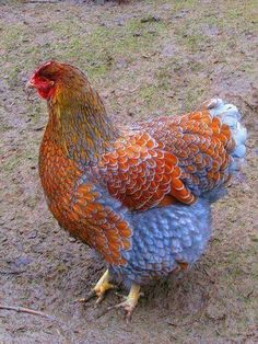 an orange and blue rooster standing on top of dirt field next to grass covered ground