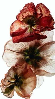 three red and white flowers on a white background