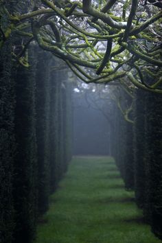 a row of trees that are in the grass