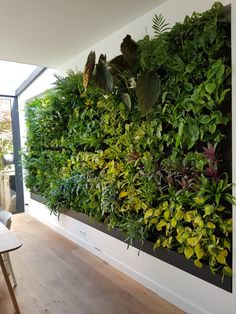 a living wall with green plants on it