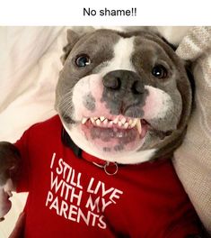 a dog wearing a shirt that says, no shame i still live with my parents