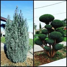 three different types of trees in the same area