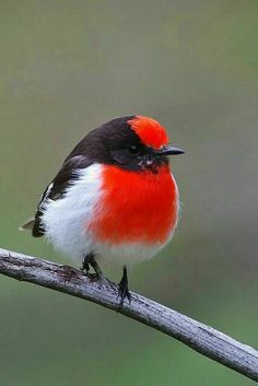 a red and black bird sitting on top of a branch