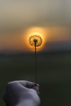 a hand holding a dandelion with the sun setting in the sky behind it