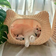 an orange cat laying in a wicker basket on a table next to a plant