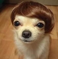 a dog with a wig on its head and the caption that says, lawd hammercy lemon put on my good hair