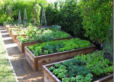 a row of wooden raised garden beds filled with green vegetables and plants growing in them