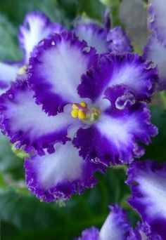 purple and white flowers with green leaves in the background