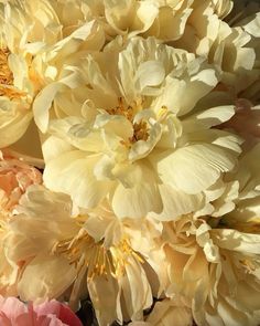 some very pretty yellow and pink flowers together