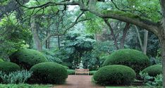 a park bench sitting in the middle of a lush green forest filled with trees and bushes