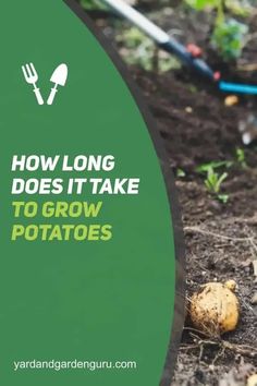 a garden with potatoes and gardening equipment in the background, text reads how long does it take to grow potatoes?