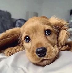 a brown dog laying on top of a bed