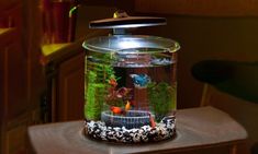 a fish tank filled with water and plants on top of a wooden table next to a bar