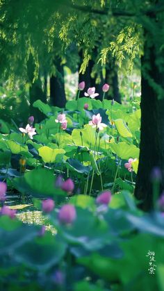 pink and white flowers in the middle of a pond surrounded by green leaves, trees and water lilies