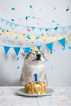 a husky dog sitting in front of a birthday cake