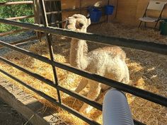 an alpaca is standing in its pen at the zoo, eating hay and drinking water