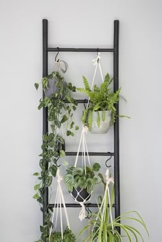 several potted plants are hanging on a black metal rack with white strings attached to it