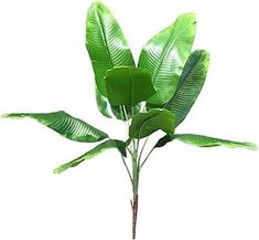 a plant with green leaves is shown against a white background