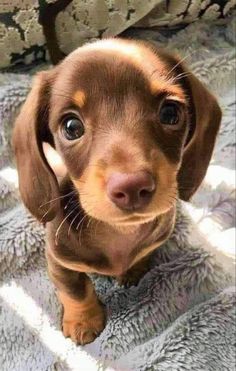 a small brown dog sitting on top of a blanket