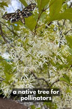 a butterfly sitting on top of a tree with white flowers in the foreground and text overlay that reads, a native tree for pollinators