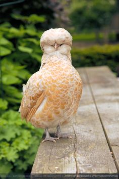 a small bird sitting on top of a wooden table next to green plants and bushes