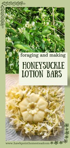 Foraging is so fun and beneficial. It is a wonder just how many weeds, flowers and herbs offer so many benefits. Honeysuckle is very prolific in the late spring and early summer. The honeysuckle blossoms are very delicate flowers and the scent of honeysuckle is so fragrant. This recipe for how to make this all homemade honeysuckle lotion bar only takes a few simple ingredients and is easy to make. The recipe makes luxurious lotion bars with great benefits for the skin. Honeysuckle Salve Recipe, Honeysuckle Recipes, Herbal Salve Recipes, Herbal Remedies Recipes, Lavender Lotion, Salve Recipes, Herbal Salves