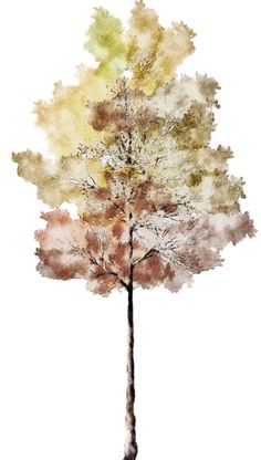 a watercolor painting of a tree in autumn