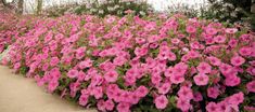 many pink flowers are growing in the ground