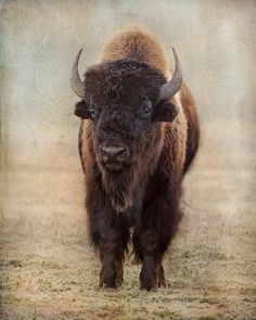 a bison standing in the middle of a field