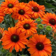 orange flowers with green leaves in the background