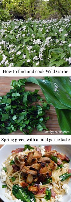 four different views of food and plants in the wildflowers, with text overlay that reads how to find and cook wild garlic