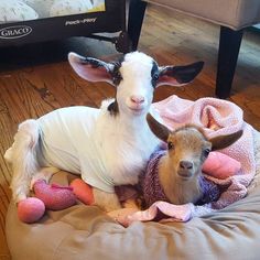 two baby goats sitting on top of a dog bed