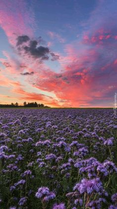 a field full of purple flowers under a pink sky with clouds in the background at sunset