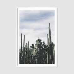 a cactus plant in the foreground with clouds in the background