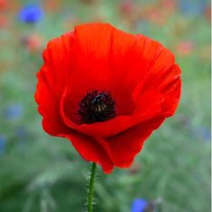 a bright red flower in the middle of a field with blue and green flowers behind it