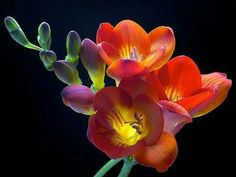 an orange and red flower with green stems