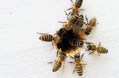 a group of bees sitting on top of each other