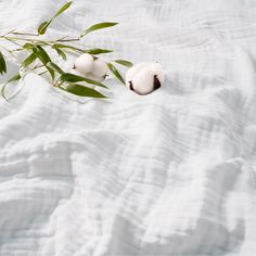 two cotton balls on a white sheet with green leaves