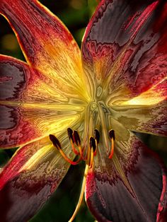 a red and yellow flower with green leaves in the backgrounnd, close up