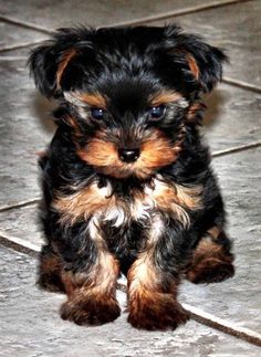 a small black and brown dog sitting on top of a tile floor