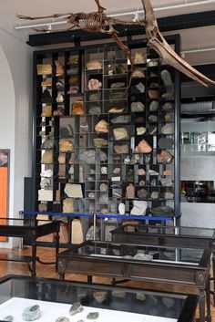 a museum display with various rocks and bones on it's walls, along with a glass table