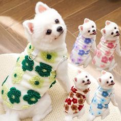 four small white dogs wearing sweaters with flowers on them