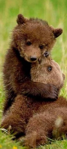 two brown bears cuddle together in the grass