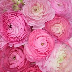 pink and white flowers are arranged in a bouquet