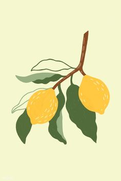 two lemons on a branch with leaves