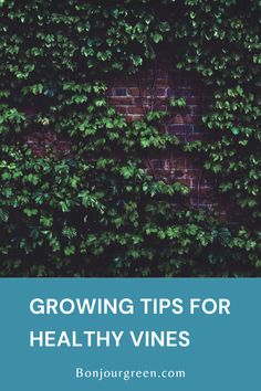 Growing tips for healthy vines American Wisteria, Trachelospermum Jasminoides, Growing Vines, Virginia Creeper, Southern Region, Tiny Plants, Evergreen Plants