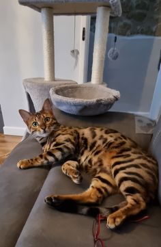 a cat laying on top of a couch next to a scratching post and a bird feeder